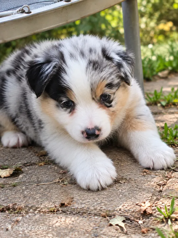Ella Langley – Australian Shepherd puppy for sale in Mabel, MN