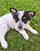 ACE, a female Australian Shepherd for sale in Mabel, MN – 10 of 10