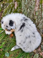 Morgan Wallen, a male Australian Shepherd for sale in Mabel, MN – 5 of 10