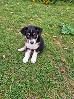 DIESEL, a male Australian Shepherd for sale in Mabel, MN – 3 of 10
