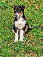 DIESEL, a male Australian Shepherd for sale in Mabel, MN – 3 of 10