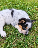 ACE, a female Australian Shepherd for sale in Mabel, MN – 2 of 10