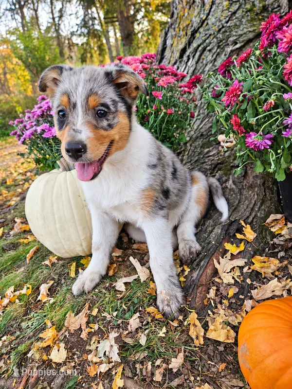 Lainey Wilson – Australian Shepherd puppy for sale in Mabel, MN