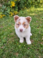 ROCKET , a male Australian Shepherd for sale in Mabel, MN – 4 of 10