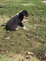 DIESEL, a male Australian Shepherd for sale in Mabel, MN – 10 of 10