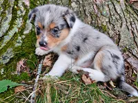 Lainey Wilson, a female Australian Shepherd for sale in Mabel, MN – 5 of 5