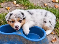 Morgan Wallen, a male Australian Shepherd for sale in Mabel, MN – 10 of 10