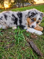 TURBO, a male Australian Shepherd for sale in Mabel, MN – 10 of 10