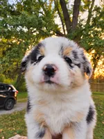 Ella Langley, a female Australian Shepherd for sale in Mabel, MN – 7 of 7