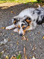 TURBO, a male Australian Shepherd for sale in Mabel, MN – 6 of 10