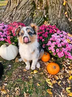 TURBO, a male Australian Shepherd for sale in Mabel, MN – 2 of 10