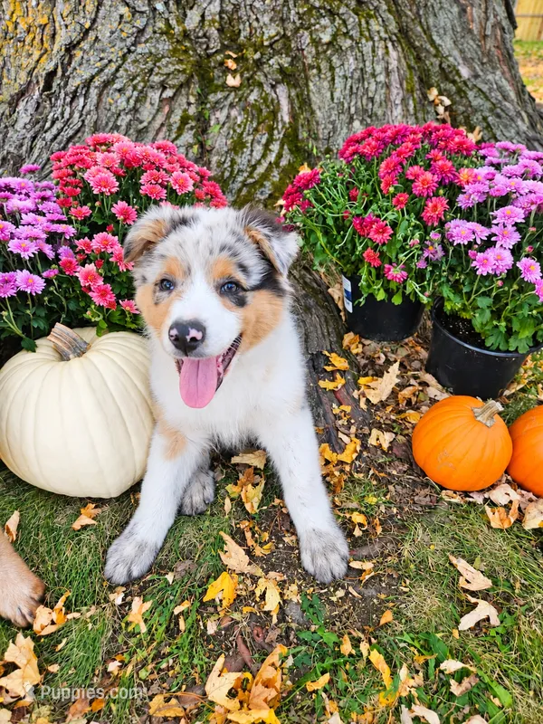 Morgan Wallen – Australian Shepherd puppy for sale in Mabel, MN