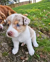 Megan Maroney, a female Australian Shepherd for sale in Mabel, MN – 4 of 5