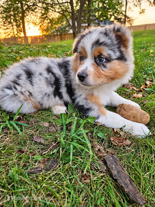 TURBO – Australian Shepherd puppy for sale in Mabel, MN