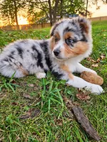 TURBO, a male Australian Shepherd for sale in Mabel, MN – 1 of 10