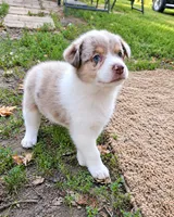 Megan Maroney, a female Australian Shepherd for sale in Mabel, MN – 5 of 5