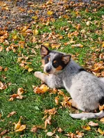 ACE, a female Australian Shepherd for sale in Mabel, MN – 3 of 10