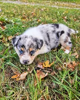 Miranda Lambert, a female Australian Shepherd for sale in Mabel, MN – 5 of 7
