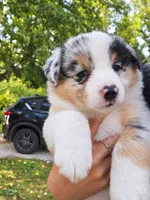 Ella Langley, a female Australian Shepherd for sale in Mabel, MN – 6 of 7