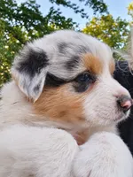 Morgan Wallen, a male Australian Shepherd for sale in Mabel, MN – 7 of 10