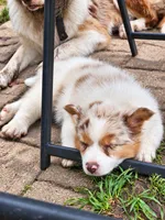 ROCKET , a male Australian Shepherd for sale in Mabel, MN – 7 of 10
