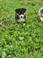 DIESEL, a male Australian Shepherd for sale in Mabel, MN – 6 of 10