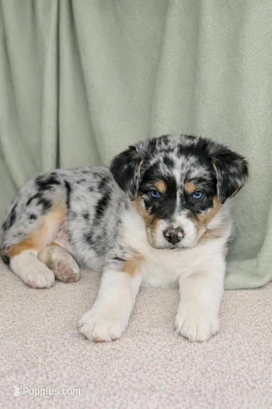 Hank , a male Australian Shepherd for sale in Mabel, MN – Photo 1 of 2