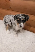 Hank , a male Australian Shepherd for sale in Mabel, MN – Photo 2 of 2