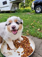 Morgan Wallen, a male Australian Shepherd for sale in Mabel, MN – 6 of 10
