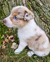 Megan Maroney, a female Australian Shepherd for sale in Mabel, MN – 3 of 5