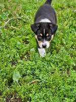 DIESEL, a male Australian Shepherd for sale in Mabel, MN – 5 of 10