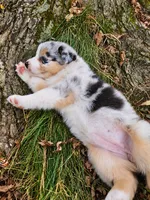 Ella Langley, a female Australian Shepherd for sale in Mabel, MN – 4 of 7