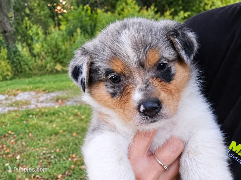 Lainey Wilson – Australian Shepherd puppy for sale in Mabel, MN