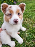 ROCKET , a male Australian Shepherd for sale in Mabel, MN – 5 of 10