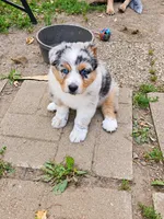 TURBO, a male Australian Shepherd for sale in Mabel, MN – 4 of 10