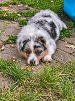 TURBO, a male Australian Shepherd for sale in Mabel, MN – 3 of 10