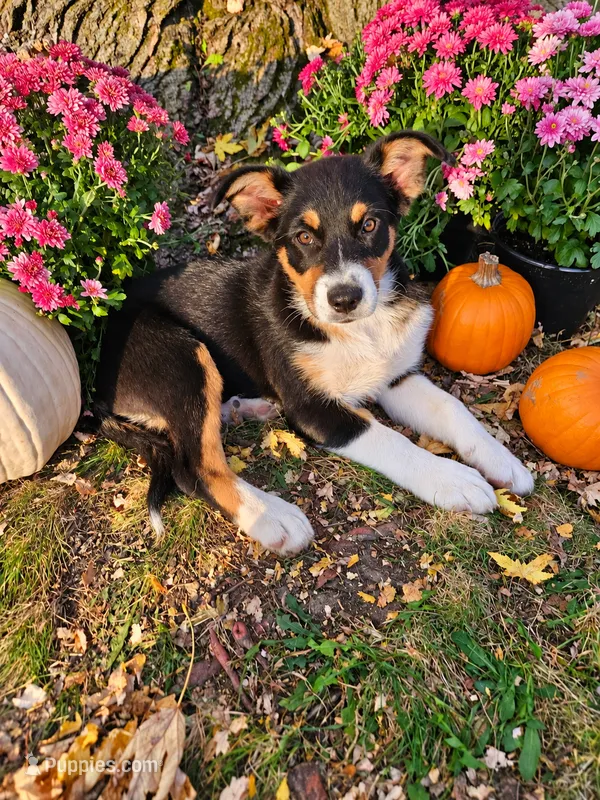 DIESEL – Australian Shepherd puppy for sale in Mabel, MN