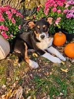 DIESEL, a male Australian Shepherd for sale in Mabel, MN – 1 of 10