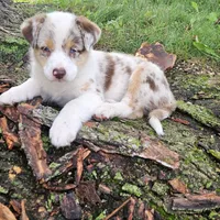 Princess Merida, a female Australian Shepherd for sale in Mabel, MN – Photo 2 of 7