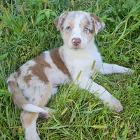 Princess Merida, a female Australian Shepherd for sale in Mabel, MN – Photo 7 of 7