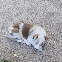 Princess Merida, a female Australian Shepherd for sale in Mabel, MN – Photo 5 of 7