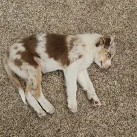 Princess Merida, a female Australian Shepherd for sale in Mabel, MN – Photo 6 of 7