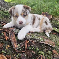 Princess Merida, a female Australian Shepherd for sale in Mabel, MN – Photo 3 of 7