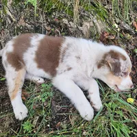 Princess Merida, a female Australian Shepherd for sale in Mabel, MN – Photo 4 of 7