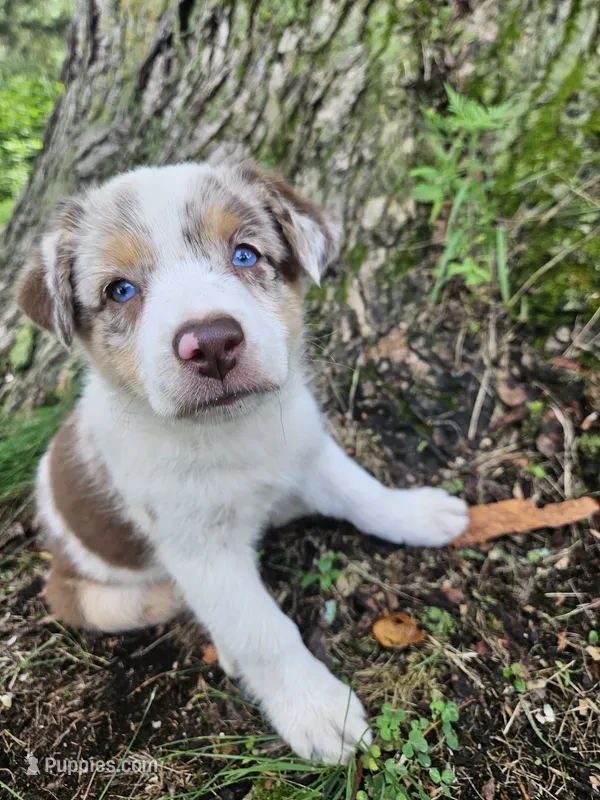 Princess Merida, a female Australian Shepherd for sale in Mabel, MN – Photo 1 of 7
