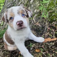 Princess Merida, a female Australian Shepherd for sale in Mabel, MN – Photo 1 of 7