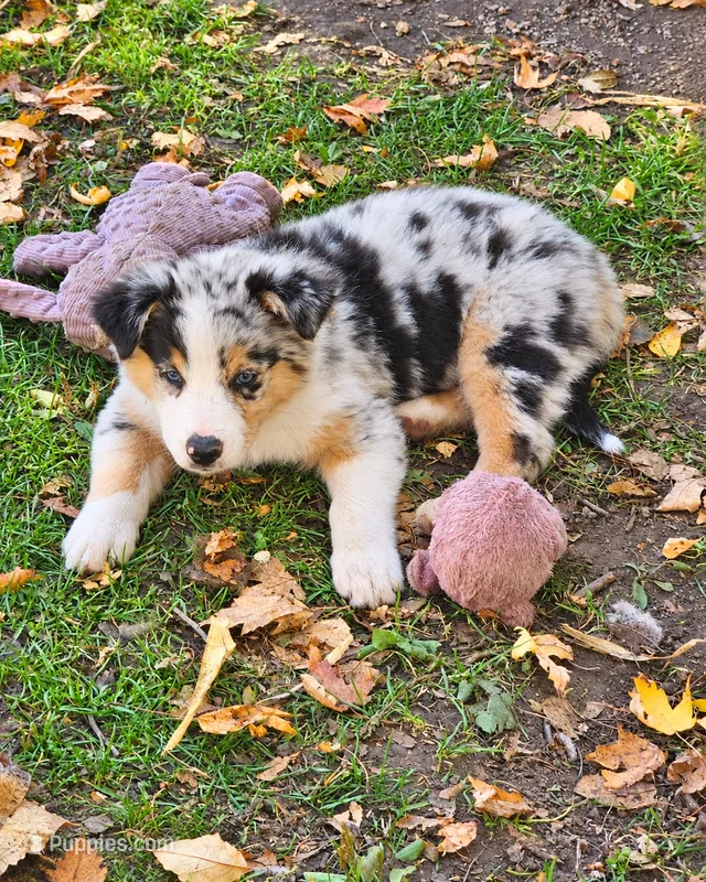 Ella Langley – Australian Shepherd puppy for sale in Mabel, MN
