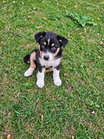 DIESEL, a male Australian Shepherd for sale in Mabel, MN – 7 of 10
