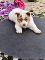 ROCKET , a male Australian Shepherd for sale in Mabel, MN – 9 of 10