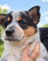 ACE, a female Australian Shepherd for sale in Mabel, MN – 9 of 10